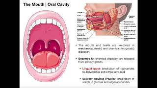 Anatomy amp Physiology of the Oral Cavity amp Pharynx [upl. by Bernat]