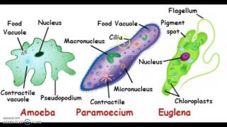 Unicellular Organisms [upl. by Eelorac]