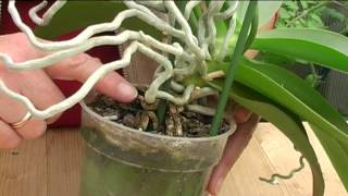 How to Grow Orchids [upl. by Rayshell]