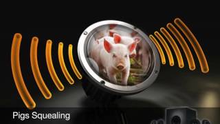 Pigs SquealingSound Effect [upl. by Patrice]