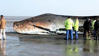 The BIGGEST SNAKE Ever  TITANOBOA [upl. by Studner358]