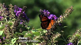 Butterflies Camouflage and Mimicry [upl. by Pattie]