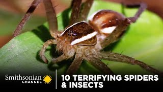 10 Terrifying Spiders amp Insects 🕷 Smithsonian Channel [upl. by Philly52]