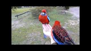 Crimson Rosellas in country Victoria Australia [upl. by Nahsor290]