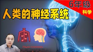 【神经系统】PART 12 【人类】  6年级  KSSR SEMAKAN  TSLAU [upl. by Odnalref]