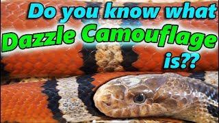 The 6 Types of Camouflage and Mimicry as seen in reptiles [upl. by Iliam]