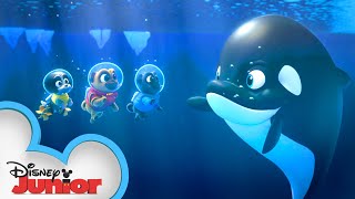 Under the Antarctic Lights  Puppy Dog Pals  disneyjr [upl. by Glick]