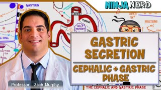 Gastrointestinal  Gastric Secretion The Cephalic amp Gastric Phase [upl. by Dotson]