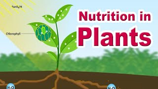 Nutrition in plants  Autotrophic Nutrition  Photosynthesis  Home Revise [upl. by Ariela429]