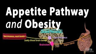 The Brains HungerSatiety Pathways and Obesity Animation [upl. by Dahl]