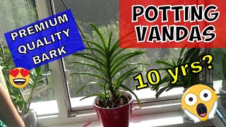 Potting A Vanda Orchid in PREMIUM Bark  Vanda Orchid Care [upl. by Latoyia]