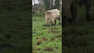 Charolais Bull Tombapik CH4202 [upl. by Assener]