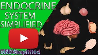 Human Endocrine System Made simple Endocrinology Overview [upl. by Ellimahs]