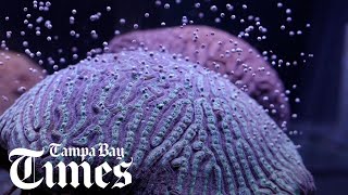 Grooved brain coral spawns in Florida laboratory [upl. by Ras]