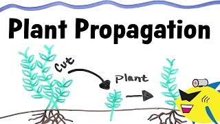 How To Propagate Aquarium Plants [upl. by Moneta337]