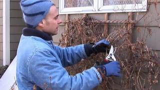 How to Prune Autumn Clematis [upl. by Ahsatsan]