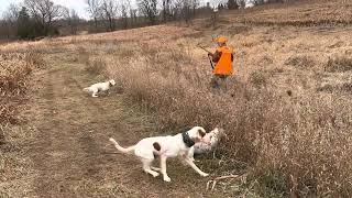 English setter hunting [upl. by Eluj]