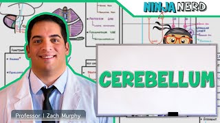 Neurology  Cerebellum Anatomy amp Function [upl. by Adela]