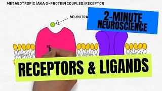 2Minute Neuroscience Receptors amp Ligands [upl. by Wardlaw]