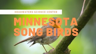 Minnesota Bird Calls [upl. by Farris524]