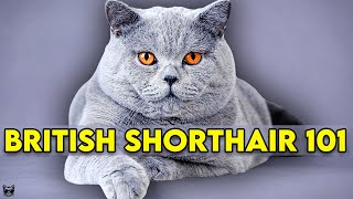 British Shorthair Cat 101  Learn EVERYTHING About Them [upl. by Fante]