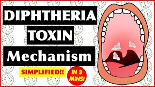 Diphtheria Toxin Mechanism of Action [upl. by Yde749]