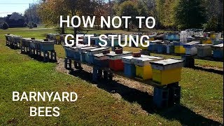 How To Handle Honey Bees Without Getting Stung [upl. by Barta]