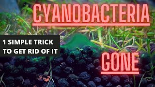 AQUARIUM ALGAE GUIDE Ep 4 Cyanobacteria  Blue Green Algae Removal [upl. by Deeann]