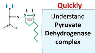 Fatty Acid Synthesis [upl. by Salocin]