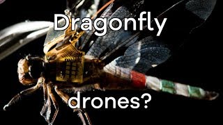 Living dragonfly drones take flight  BBC Click [upl. by Levitt]