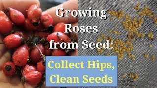 Growing Roses from Seed Collect Hips Clean and Save Seeds [upl. by Edia]