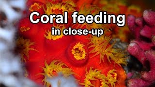 Coral feeding in closeup [upl. by Lothario]