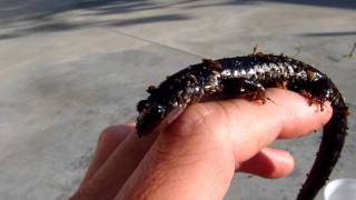 Slimy Salamander  Plethodon glutinosus [upl. by Ahsimat]