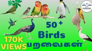 50 Birds name in Tamil and English [upl. by Anida563]