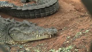 Broome Crocodile Park [upl. by Marris]