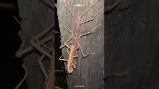 Stick Insect  Phasmatodea  Phasmida [upl. by Initof]