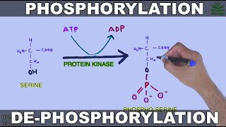 Phosphorylation and Dephosphorylation  Protein Phosphorylation [upl. by Lorri255]