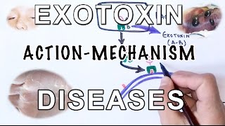 Mechanism of Exotoxin  Pathogens amp Diseases [upl. by Lehcyar]