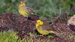 Yellowhammer song [upl. by Mimi901]