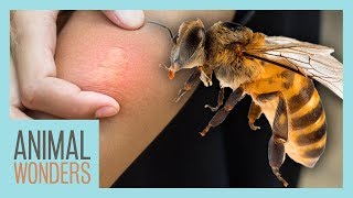 What You Need To Know About Bee Stings [upl. by Neetsuj602]