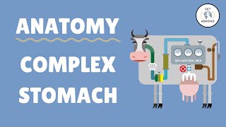 Anatomy of the Ruminant Stomach  Cow Goat Sheep [upl. by Goodson845]