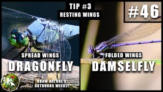 Dragonfly vs Damselfly  The Differences Between  KNOW 46 [upl. by Murdoch]