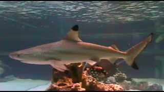 BLACK TIP REEF SHARK HOME TANK [upl. by Weil]