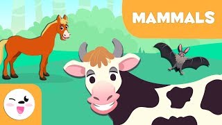 Mammals for kids  Vertebrate animals  Natural Science For Kids [upl. by Alexina]