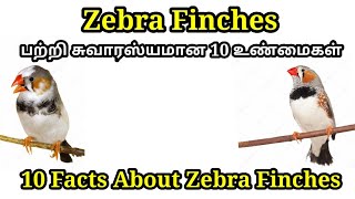 Top 10 Interesting Facts About Zebra Finches in Tamil [upl. by Eceinahs]