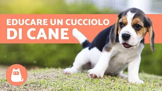 EDUCAZIONE CANINA Come educare un cucciolo [upl. by Karim]