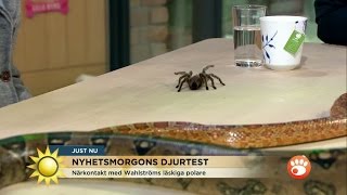 Farliga djur amp Nyhetsmorgon  sant  Nyhetsmorgon TV4 [upl. by Cadel]