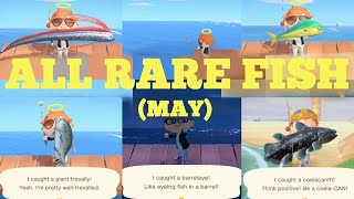 Catching ALL 5 Rare Fish MAY  Animal Crossing New Horizons [upl. by Aineval840]