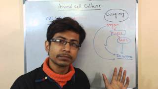 Mammalian cell culture 1  introduction to cell culture [upl. by Atinnod]