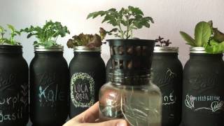 Easy DIY Beginner Hydroponic Kratky System [upl. by Ettenot]